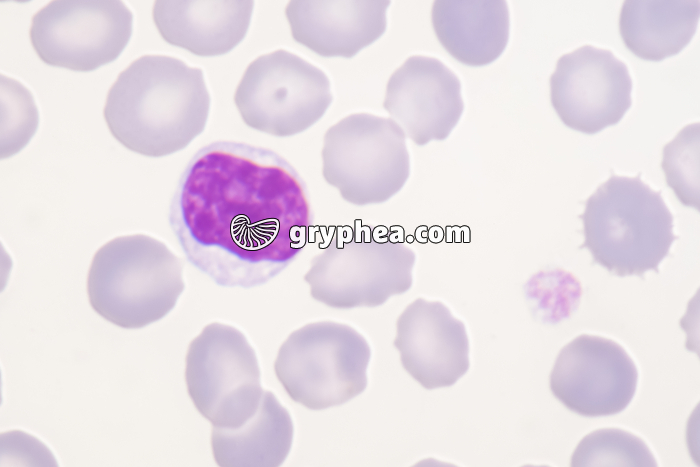 Lymphocyte x800 - gryphea.org